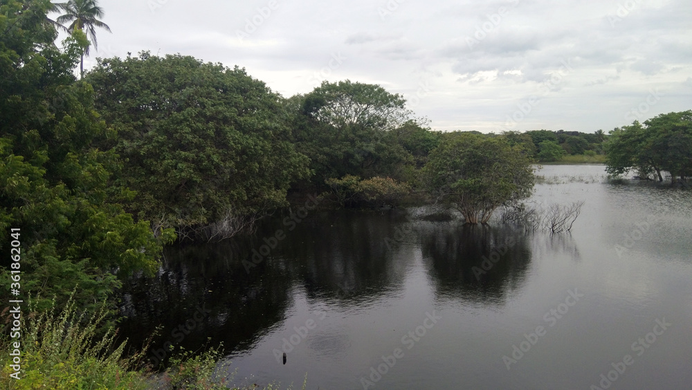 Fototapeta premium lake in the forest