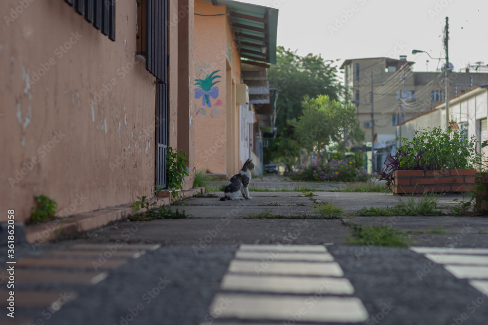 cat alone in the street
