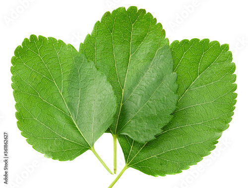 Mulberry leaves isolated on white background. top view