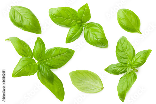 basil leaves isolated on a white background. top view