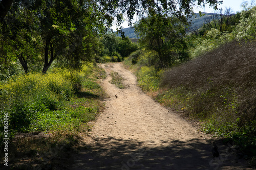 Rabbit on Dirt Trail with Yellow Wildflowers and Trees in California