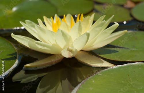 Yellow water liliy on water of pond  lilium  Saint Constantine and Helena resort  Bulgaria.