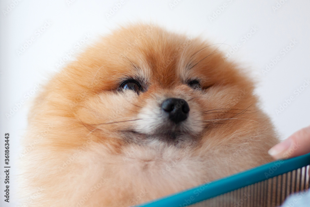 Close up of the head of a small orange Pomeranian with a beautiful coat, at the bottom the hand of a dog groomer with a comb