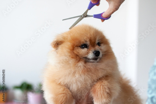 A small Pomeranian pinned its ears on top of it a hand with a pair of milling scissors