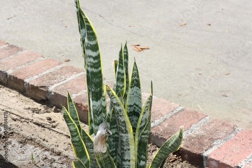 High angle shot of a shiny-leaves plant near a brick border photo