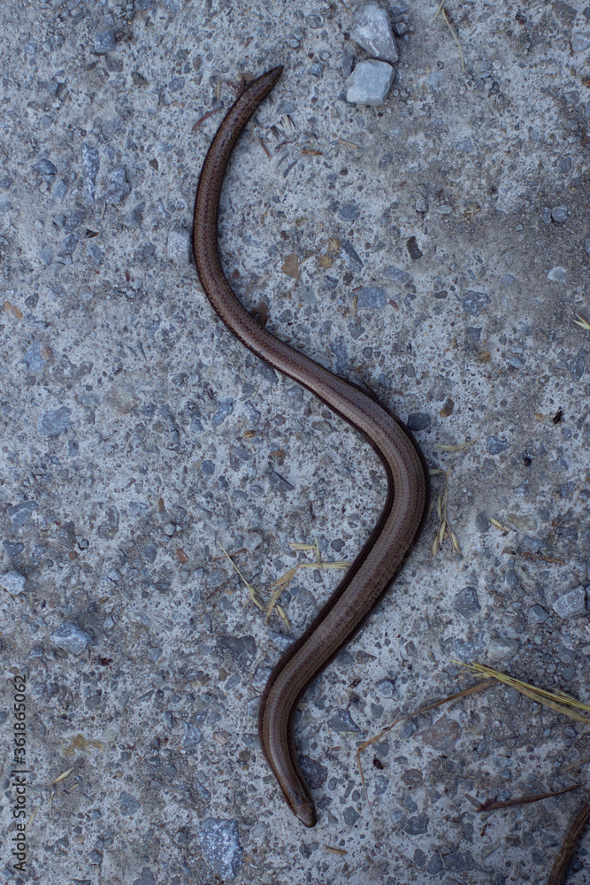 Top view of a blindworm forming a s shape, also called slow worm, Anguis fragilis or Blindschleiche