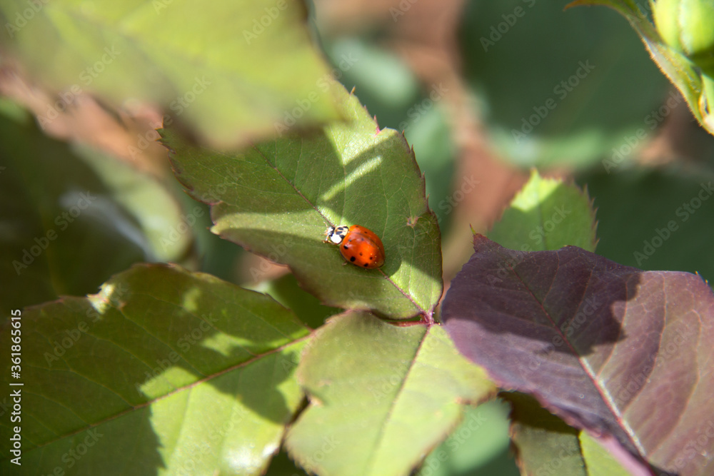 Fototapeta premium ladybug on a green rose leaf