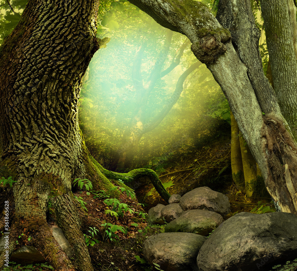 Fototapeta Fantasy forest with old mossy trees, sun shine and rocks
