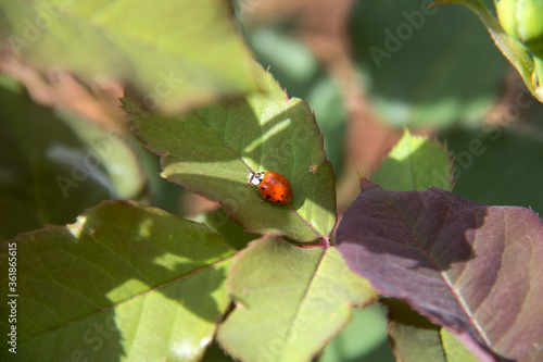 ladybug on a green rose leaf