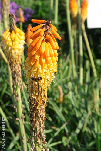 Orange flowers of  Kniphofia uvaria photo