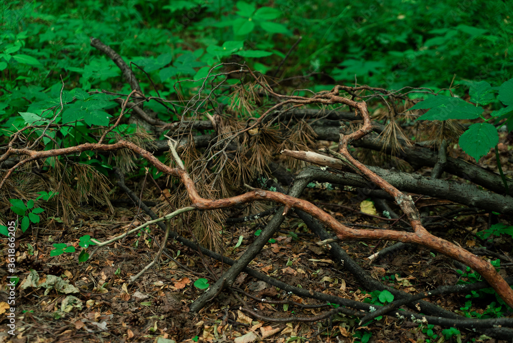 Windbreak in forest. Fallen tree and a bunch of dry branches in the summer forest against the green background Windbreak in forest. Fallen tree and a bunch of dry branches in the summer forest against the green background