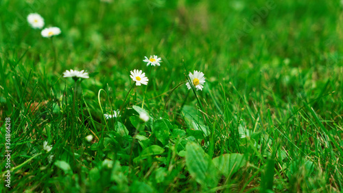 Summer green grass texture field with white small daisy flowers. In a garden under sunlight. Meadow of flower, spring floral landscape