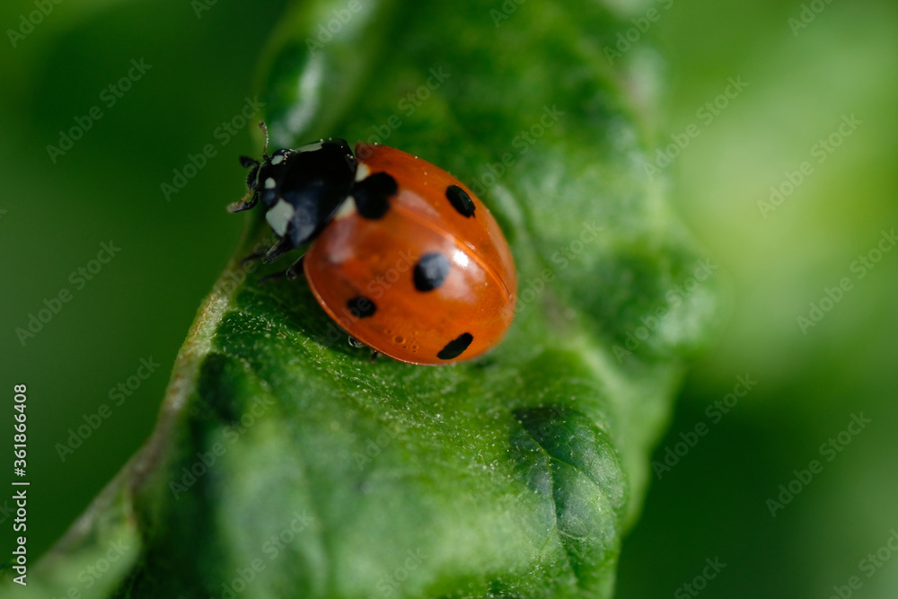 A red seven-dot ladybug enlarged on a leaf against a green background. Spring. Wild animals. Poland. A red seven-dot ladybug enlarged on a leaf against a green background. Spring. Wild animals. Poland.