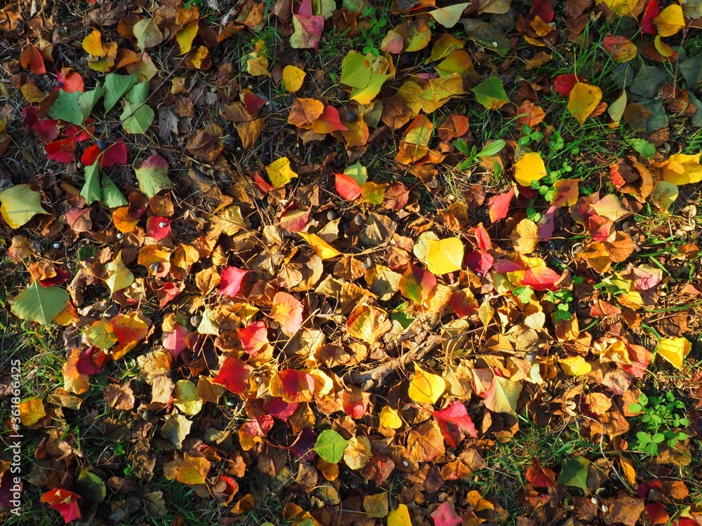 red orange and yellow autumn fallen leaves