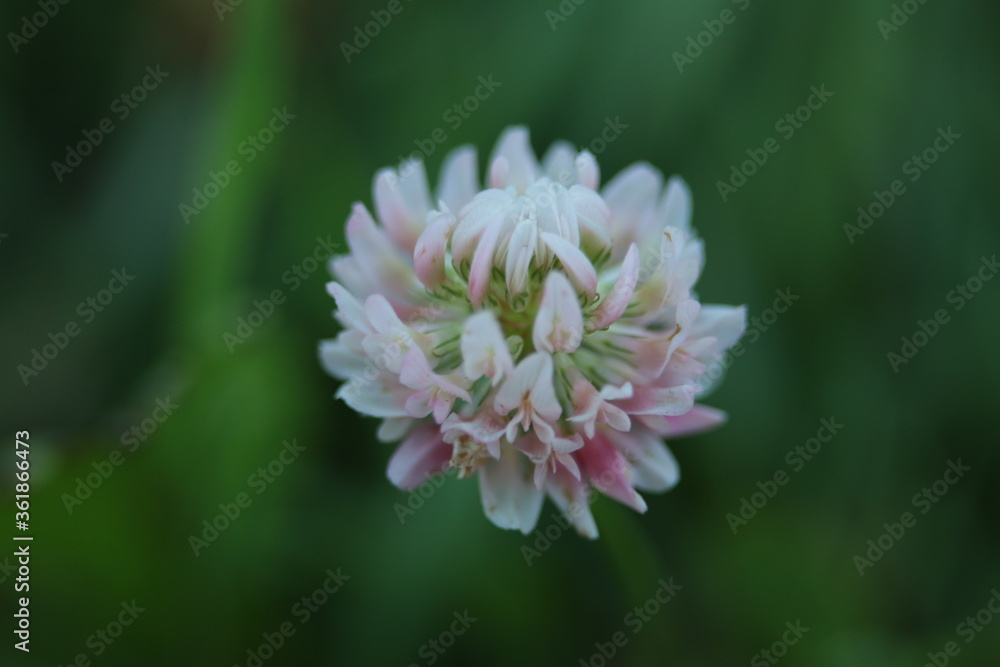 close up of a pink flower close up of a pink flower