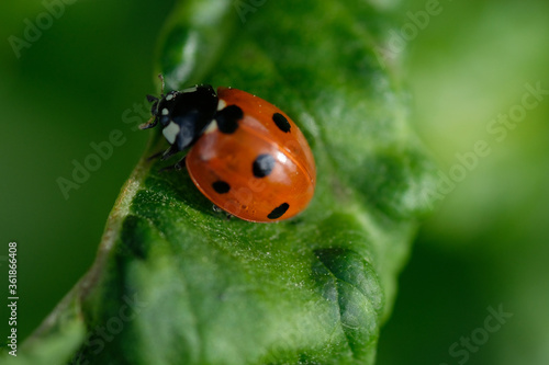A red seven-dot ladybug enlarged on a leaf against a green background. Spring. Wild animals. Poland.