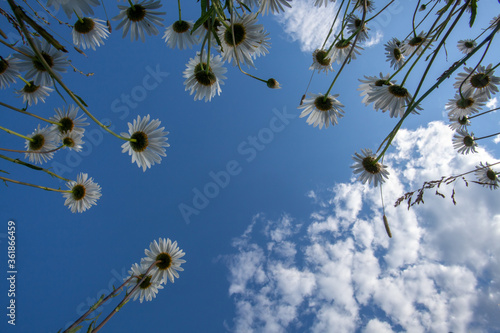 Daisies shot from a low point against the sky. There is free space for text.