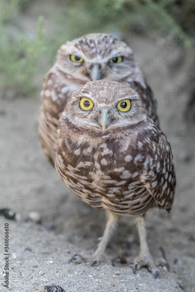 Fototapeta premium Two burrowing owls looking suspiciously