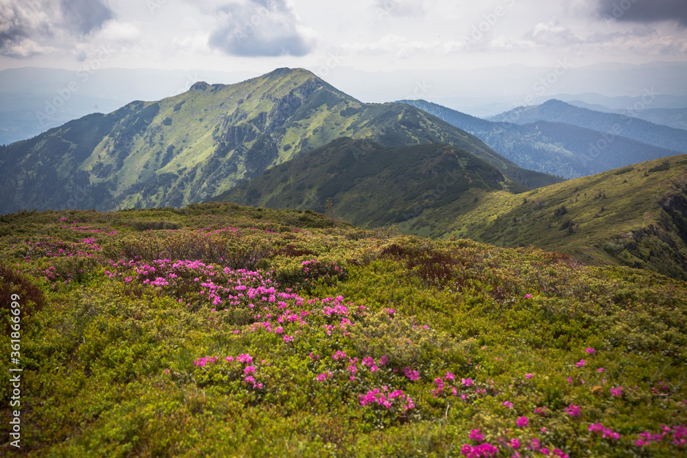 Flowering of Carpathian rhododendron on the Ukrainian mountain slopes, beautiful landscapes and fantastic views.