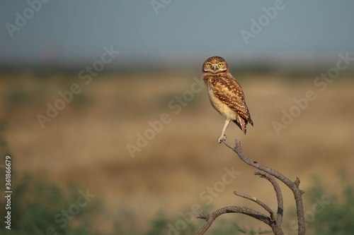 Canvas Print Burrowing owl