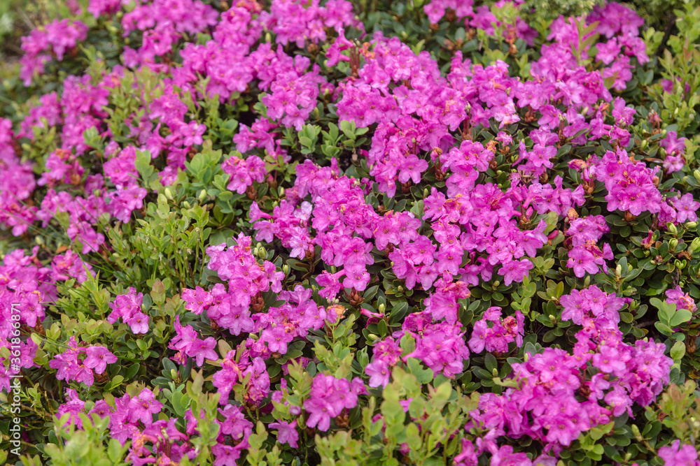 Large isolated group of light purple or lavender colored rhododendrons with a few green leaves peeking through.