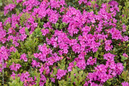 Large isolated group of light purple or lavender colored rhododendrons with a few green leaves peeking through.