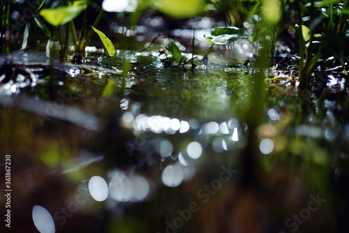 Swamp with water lilies in the forest. Green leaves of water lilies in the dark water of a swamp.