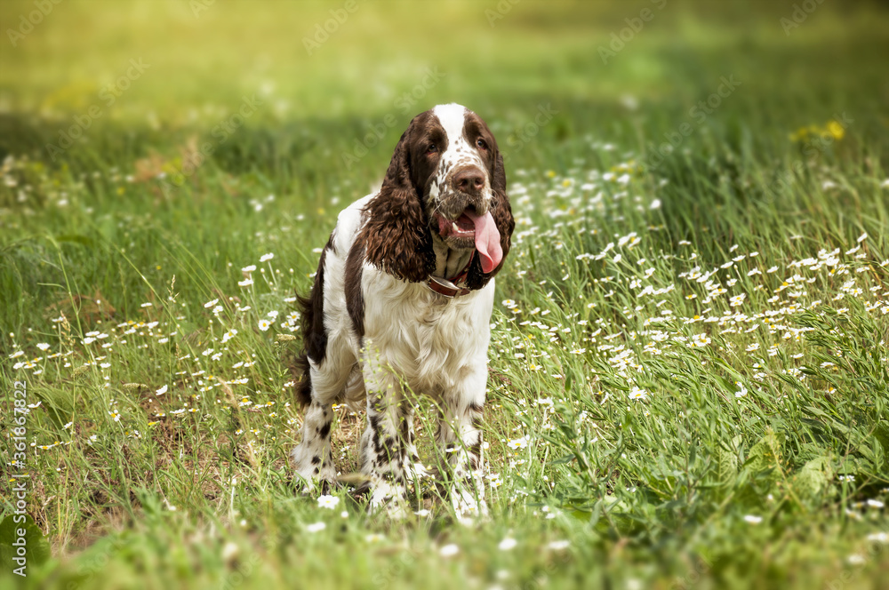 A beautiful dog English Springer Spaniel breed walks in the field with daisies. The hunting breed of dogs. A beautiful dog English Springer Spaniel breed walks in the field with daisies. The hunting breed of dogs.