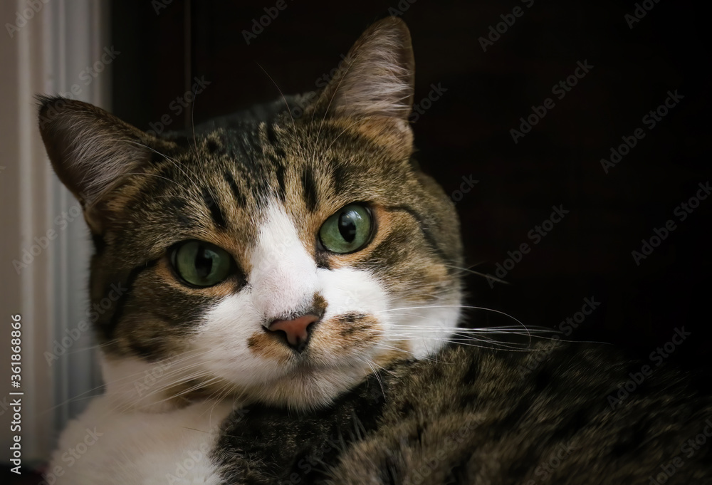 Close Up Cat Face with Big Green Eyes Calico Tabby White Fur