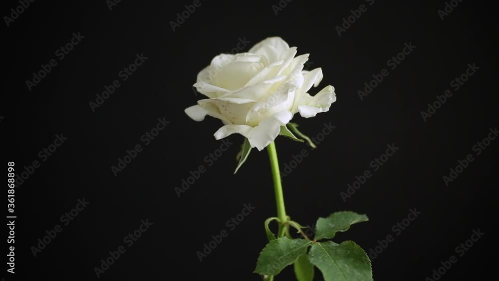 one beautiful white rose on black background one beautiful white rose on black background