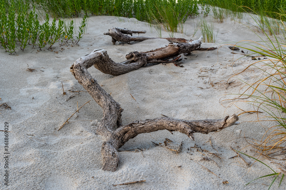 Driftwood at Beach 3
