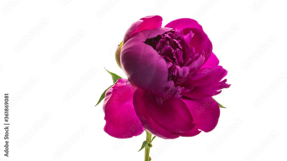 Timelapse of pink peony flower blooming on white background. Blooming peony flower open, time lapse, close-up. Wedding backdrop, Valentine's Day concept. Mother's day, Holiday, Love, birthday Timelapse of pink peony flower blooming on white background. Blooming peony flower open, time lapse, close-up. Wedding backdrop, Valentine's Day concept. Mother's day, Holiday, Love, birthday