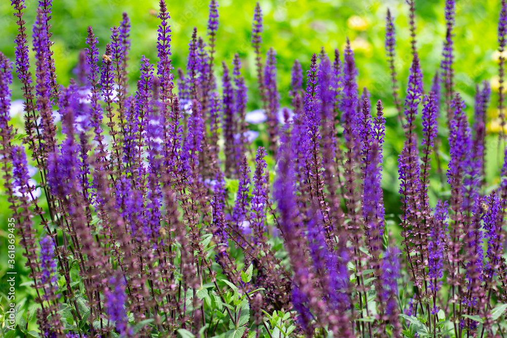 Naklejka premium Purpurowa szałwia leśna kwitnąca, Salvia nemorosa, clary bałkański lub Hain Salbei