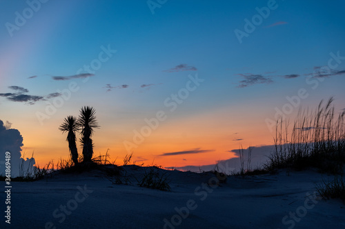 Colorful Twilight Silhouette of Plants on Dunes © Tom Ramsey