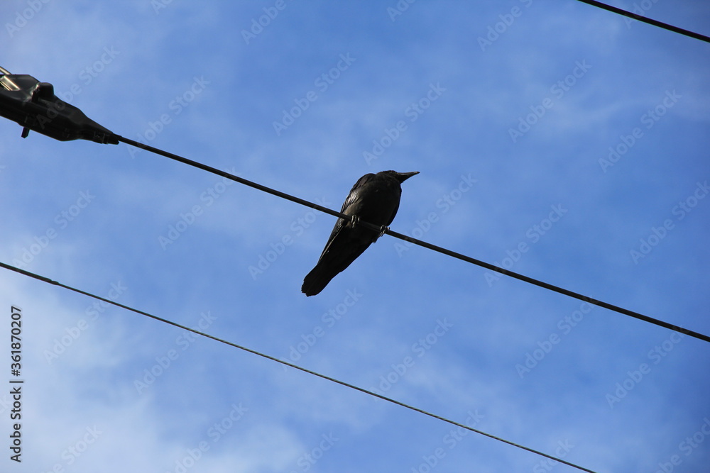 電線の上のカラス