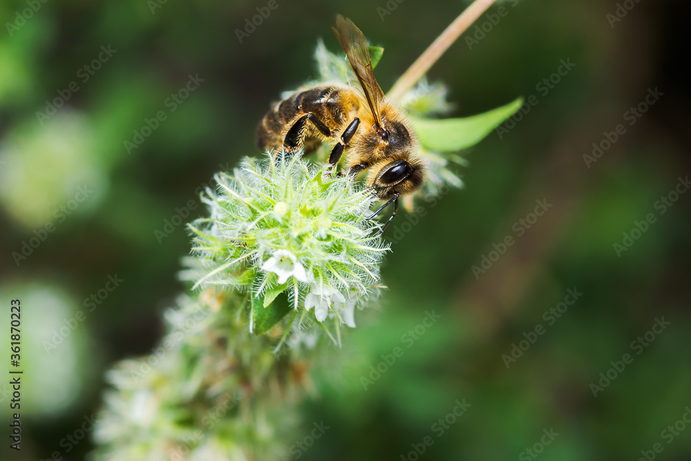 honeybee with the body covered by in pollen, Apis mellifera, feeding and pollinating yellow wild flowers in spring honeybee with the body covered by in pollen, Apis mellifera, feeding and pollinating yellow wild flowers in spring