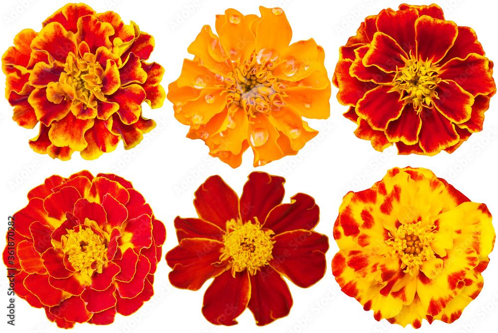 flowers on white set pink flowers