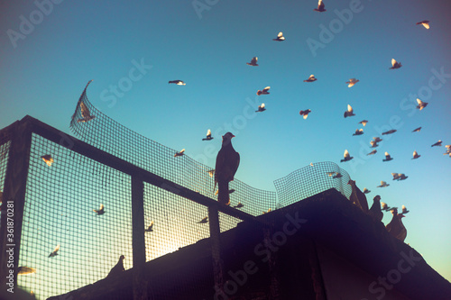 Slika na platnu Morning sunrise pigeon birds standing over coop while other bords fly over the Brooklyn, New York City sky
