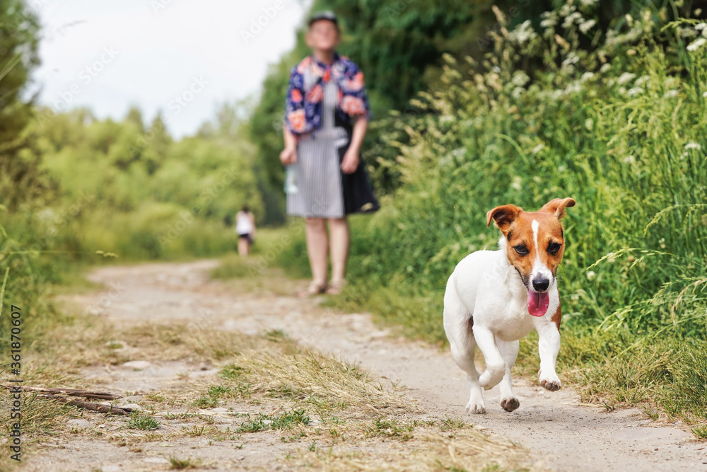 Small Jack Russell terrier running on dusty country road, her tongue out, blurred woman - pet owner in background Small Jack Russell terrier running on dusty country road, her tongue out, blurred woman - pet owner in background