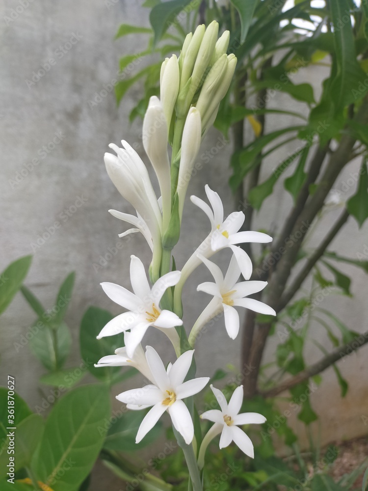 Naklejka premium lily of the valley