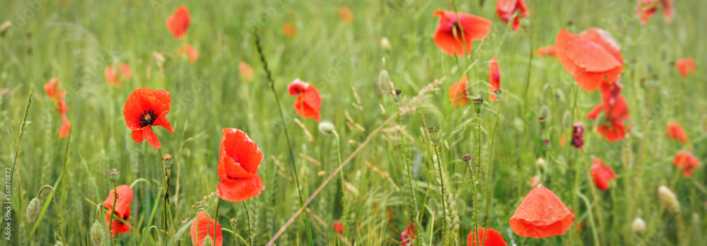Fototapeta premium Bright red wild poppies growing in field of green unripe wheat