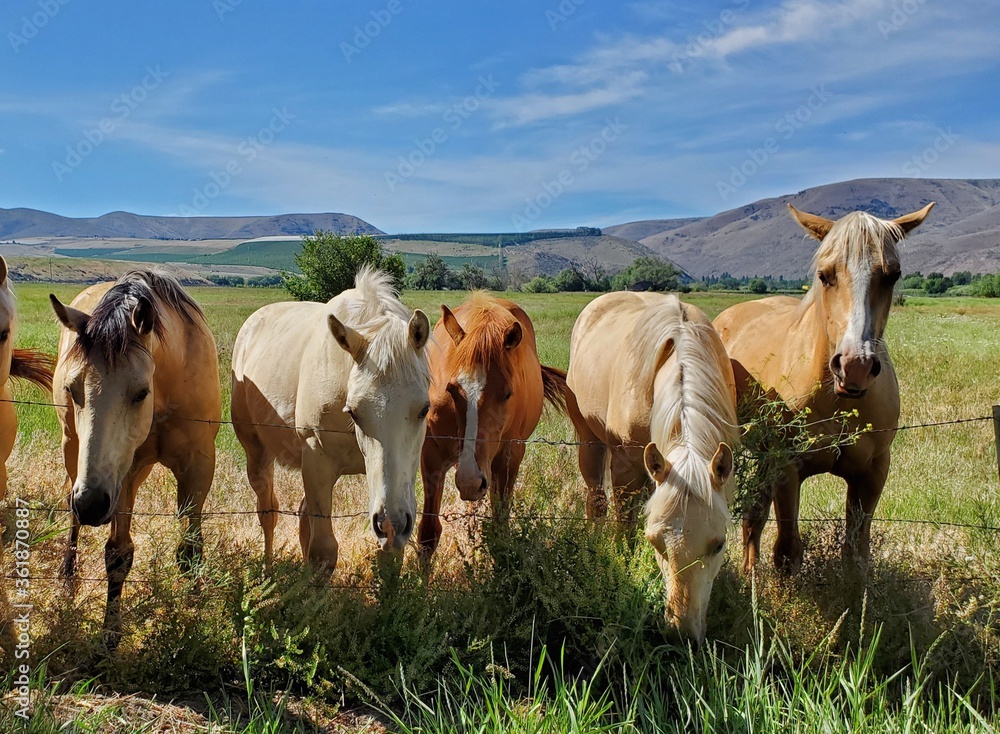 Obraz premium A group of friendly horses in the pasture on a sunny day 