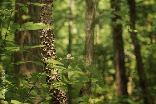 Bumpy Tree