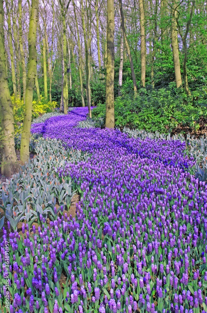 Purple Flower Path in Keukenhof Gardens, Lisse. Purple Flower Path in Keukenhof Gardens, Lisse.