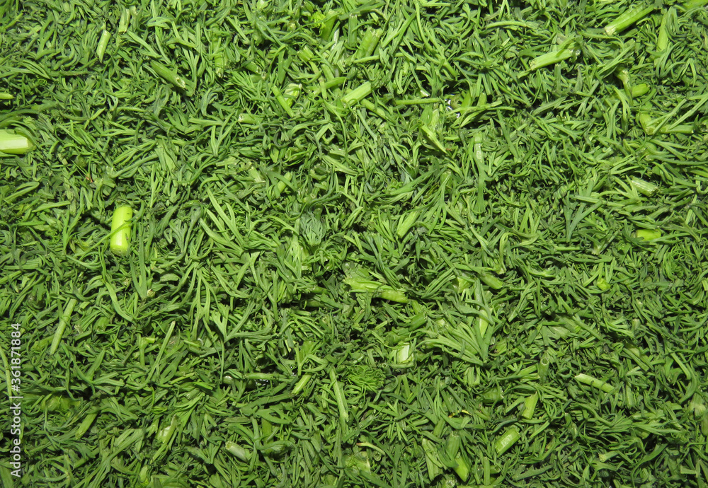 Bright green background made of chopped dill. Bright green background made of chopped dill.