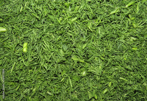 Bright green background made of chopped dill.