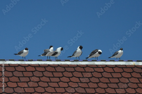 seagulls on the roof