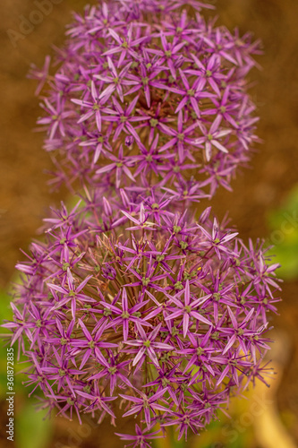 Delicate Flower