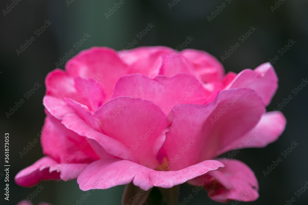 Fantastic background with combination of vibrant colors of this rose with green background