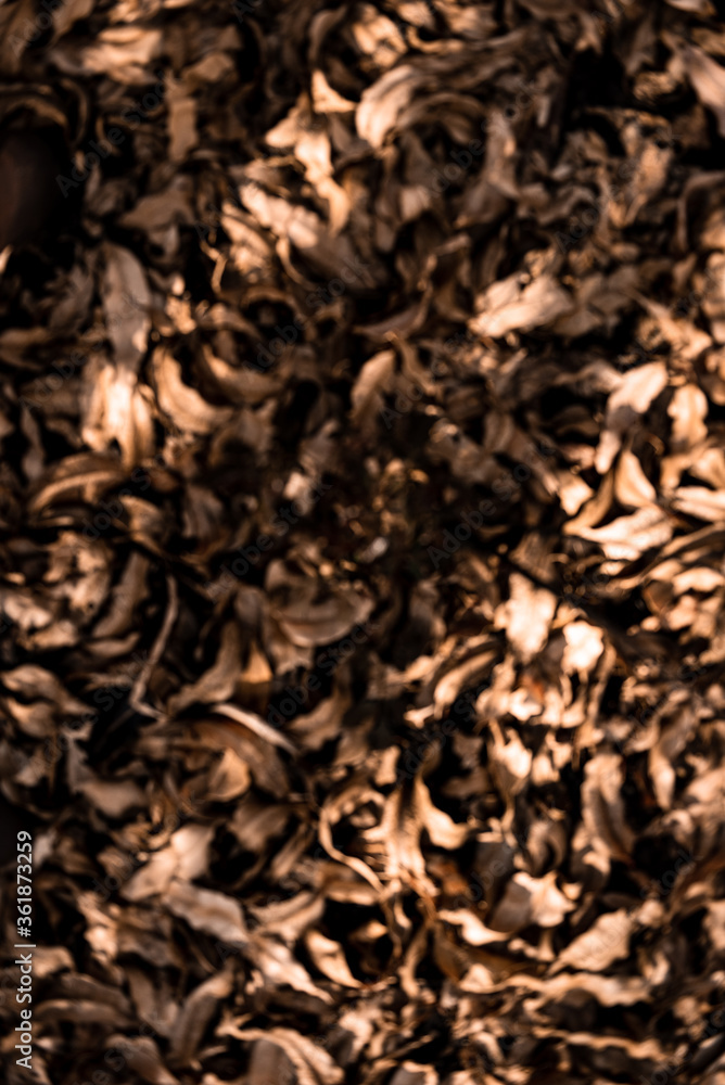Defocused brown and dry eucalyptus leaves pattern background